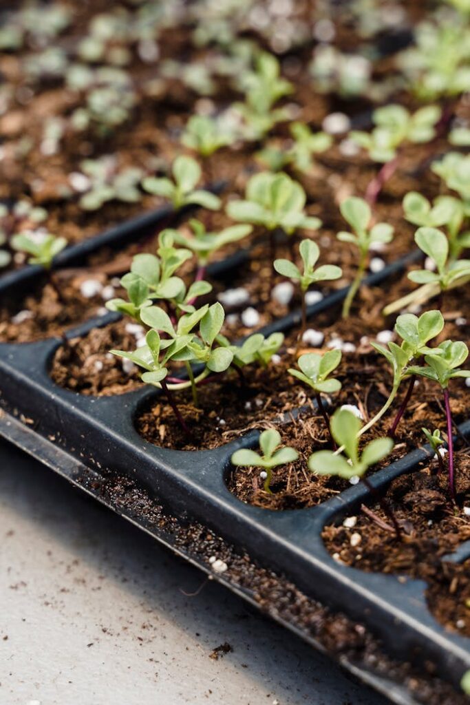 From above of small green seasonal plants growing in dry soil in black containers in greenhouse in daytime