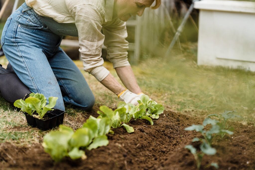 A person is skillfully planting lettuce seedlings outdoors in a home garden.